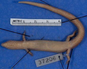Media type: image;   Herpetology R-37206